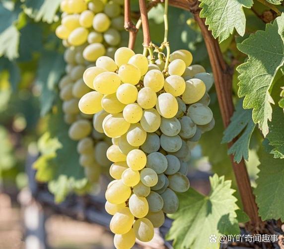 新疆葡萄几月成熟？-第3张图片-花冠旅游服务