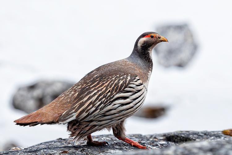 新疆雪鸡多少钱一只-第1张图片-花冠旅游服务