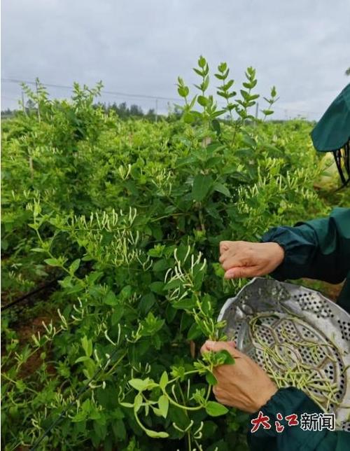鄱阳县田畈街镇有何特色或故事？-第3张图片-花冠旅游服务