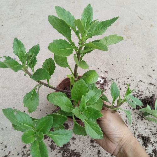 福建漳州2元补水饮料凭啥这么火？-第2张图片-花冠旅游服务